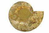 Cut & Polished Ammonite Fossil (Half) - Madagascar #291881-1